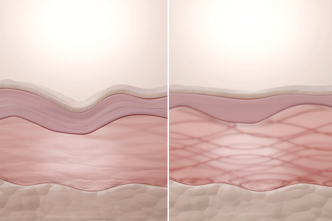 Beyond Skin Deep: How Genetics Influence Collagen Structure and Skin Aging Across Different Populations